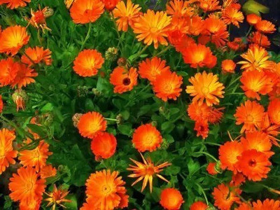 Aro Calendula Seed(33 per packet)