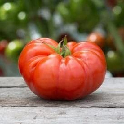 LPR TOMATOO,TAMATARR Seed(100 per packet)