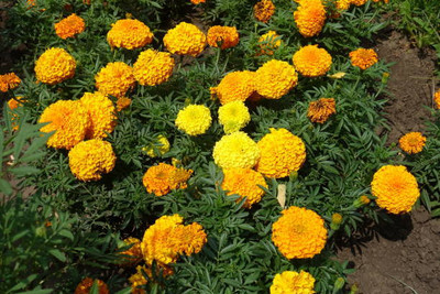 MSD marigold/gende ka phool flower seeds Seed(50 per packet)
