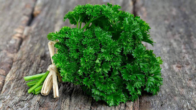 CYBEXIS XL-29 - Moss Curled Parsley - (250 Seeds) Seed(250 per packet)