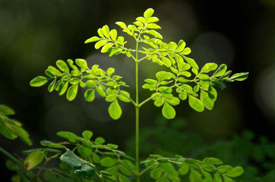 CYBEXIS NDIR-68 - Moringa Without Wings - (150 Seeds) Seed(150 per packet)