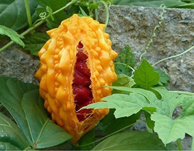 CYBEXIS TLX-58 - Chinese Bitter Melon Gourd - (100 Seeds) Seed(100 per packet)