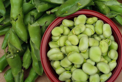 WANCY Agualduce Broad Bean Seed(25 per packet)