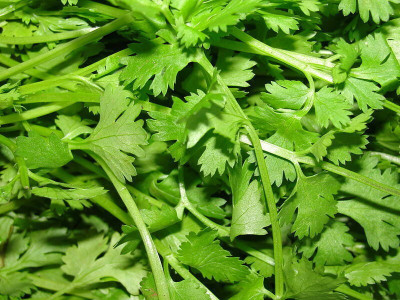 Quentova Corriander culinary cilantro vegetable Seed(2000 per packet)