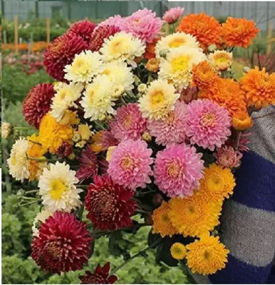 BDSresolve chandramallika/cherysanthemum flower seeds hybrid Seed(15 per packet)