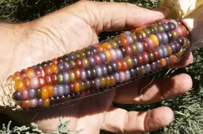 Aro Rainbow Corn, Corn Seed(48 per packet)