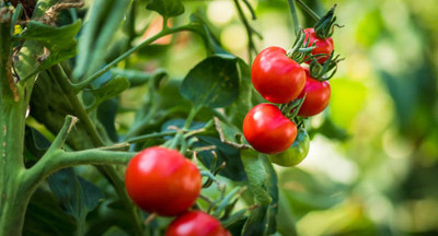 zabbus tomato Seed(145 per packet)