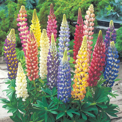 Aywal Lupin Pixie Dwarft Mixed Flower Seed(2 g)