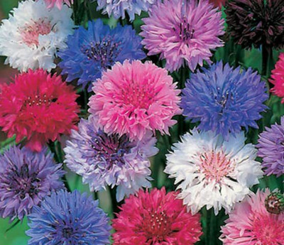 KANAYA Corn Flower Mix Color Imported Flower Seed(30 per packet)