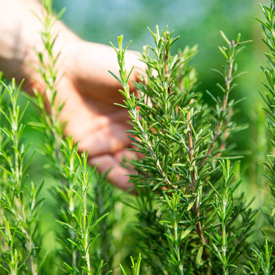 KNESSiN Rosemary Seed(500 per packet)
