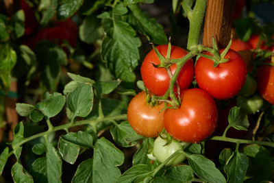 Naturo tomato Seed(130 per packet)