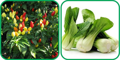 WILLVINE MAH -IV Pak Choi And Ornamental Chilli[1gm, 200 Seeds] Seed(200 per packet)