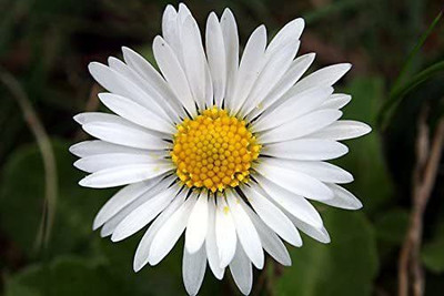 CYBEXIS LX-13 - Daisy Single WhiteFlowers - (60 Seeds) Seed(60 per packet)
