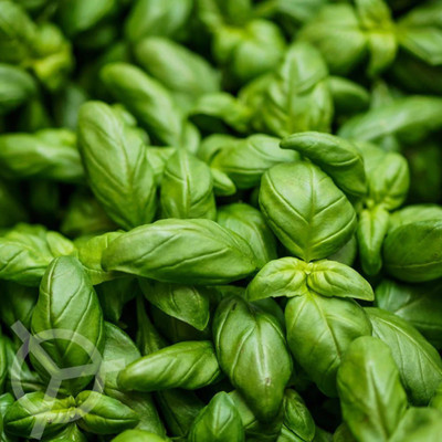 XEFRA Basil Genovese Seed(70 per packet)