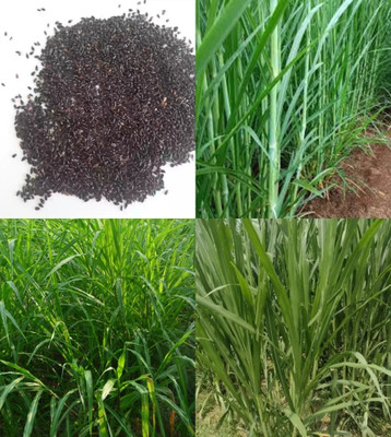 ibains American 5g napier grass seeds beez 528 Seed(528 per packet)