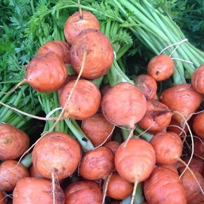 CYBEXIS Rare Seeds of Superb Colour Carrot2000 Seeds Seed(2000 per packet)
