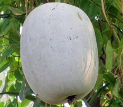 TRICONE white gourd, winter gourd, ash pumpkin, Petha 135 Seeds G97 Seed(135 per packet)