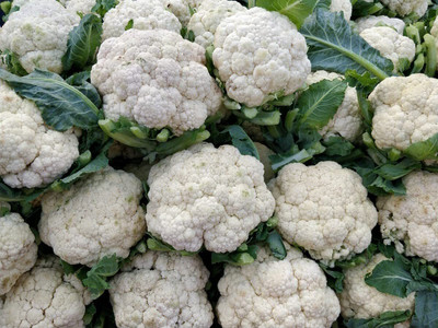 WILLVINE SYN -II High Yield FIRST EARLY CAULIFLOWER [1g, 300 Seeds] Seed(300 per packet)