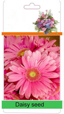CYBEXIS NBIR-59 - Daisy Flower - (60 Seeds) Seed(60 per packet)