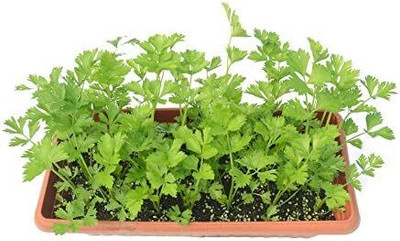 Qualtivate GUA-184 Cutting Leaf Celery Apium Seed(500 per packet)
