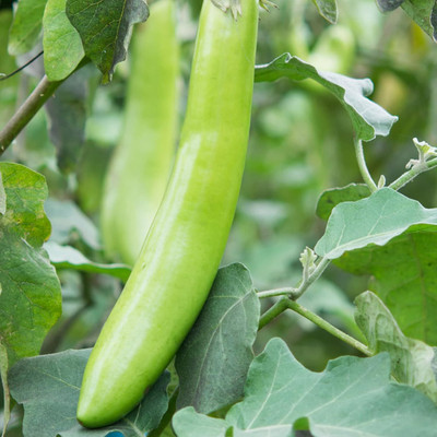Biosnyg Brinjal Long Green Eggplant, Aubergine Vegetable ( Seeds) Seed(2000 per packet)