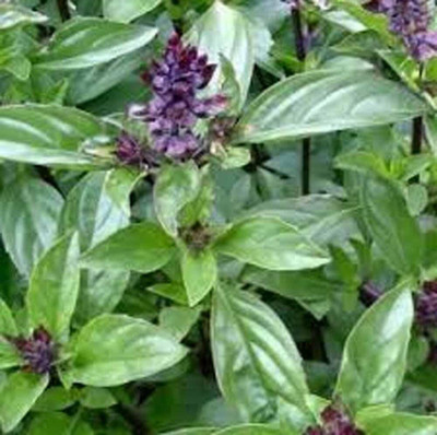 KNESSiN Cinnamon Basil Fragrant Aroma and Flavor[400 Seeds] Seed(400 per packet)