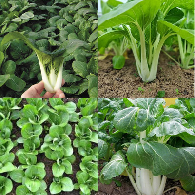 sbains Pak Choi Seeds For Home Garden no of seeds 19 Seed(19 per packet)