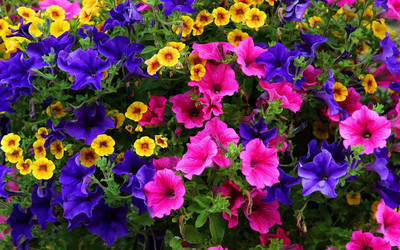 Lorvox Mixed Petunia Climbing Flower Seed(20 per packet)