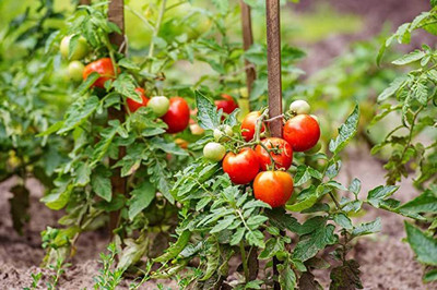 KANAYA Tomato Seed(175 per packet)