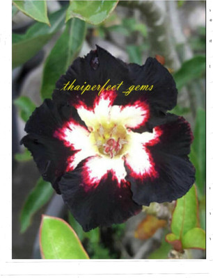 Qualtivate KGF -755 Adenium Obesum Black Lover Desert Rose Seed(30 per packet)