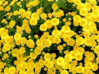 Tigress marigold/gende ka phool flower seeds Seed(50 per packet)
