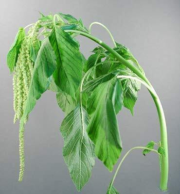 Aywal Amaranthus Leaf Red/Cholai Green Saag Seed(180 per packet)
