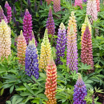 CWAN Organic Lupine Flower Plant Seed(30 per packet)