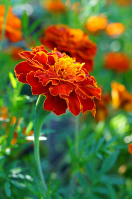 BISWAS French marigold seeds, Red marigold Seed(450 per packet)