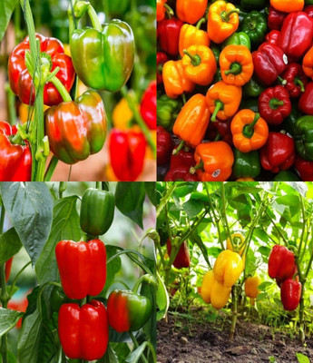 ibains Yellow red mixedcapsicum bell pepper seeds shimla mirchi beez30 Seed(30 per packet)