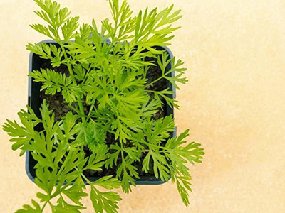 KANAYA Carrot / Gajar Seed(600 per packet)