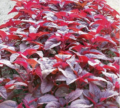 Qualtivate ICRA-4A Poi Saag or Malabar Spinach Seed(50 per packet)