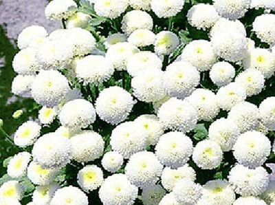 CYBEXIS PUAS-26 - Snow Ball Flower - Chrysanthemum Tanacetum Parthenium - (270 Seeds) Seed(270 per packet)