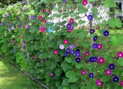 MAA Morning Glory Seed(22 per packet)