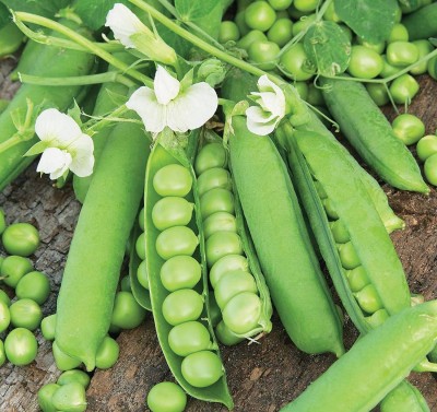 VibeX Vegetable Green Peas (हरी मटर) For Home and Gardning Winter(100 Seeds) Seed(100 per packet)