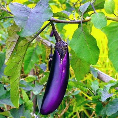 KNESSiN Brinjal Long Eggplant Seed(200 per packet)