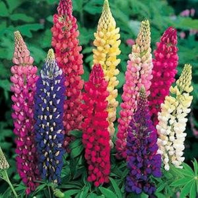 CWAN Hartwega summer lupine - annual Flower Plant Seed(30 per packet)