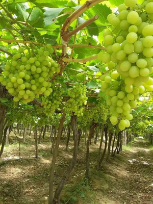 PASCLE Extra Sweet green grapes Seed(100 per packet)
