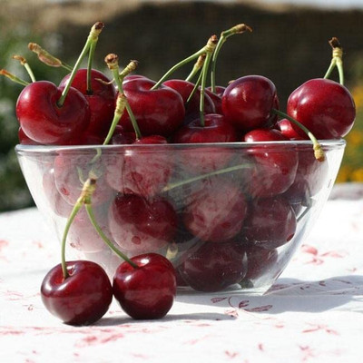Lorvox Cherry Fruit Seed(2 per packet)