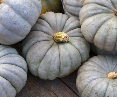 KNESSiN Heat Tolerant Jarrahdale Blue Pumpkin (20 Seeds) Seed(20 per packet)