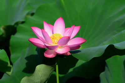 Havintha lotus,kamal gatta Seed(15 per packet)
