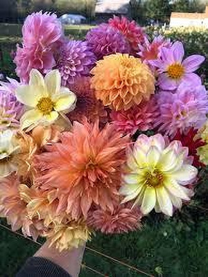 Seedsqlty Daliya flower seed, high germination (10 seeds) Seed(10 per packet)