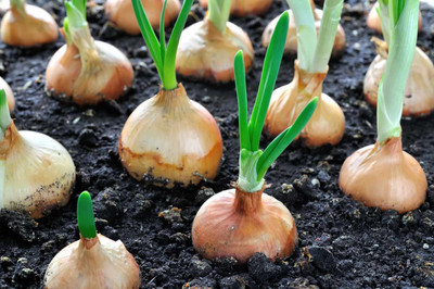 DEYS AGRO ™ f1 hybrid NASIK RED Onion seeds, DRAWF varaiety,High germination Seed(135 per packet)
