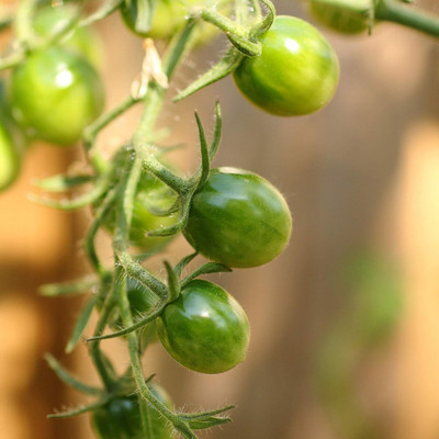 Qualtivate GBPT-9A Tomato - Green Grape Seed(300 per packet)