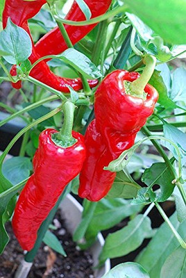 KNESSiN Long Red Hot Cayenne Pepper Seeds Seed(200 per packet)